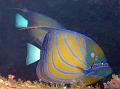 SIMILAN nov  2008 .PHOTO ARNOLD (52)
